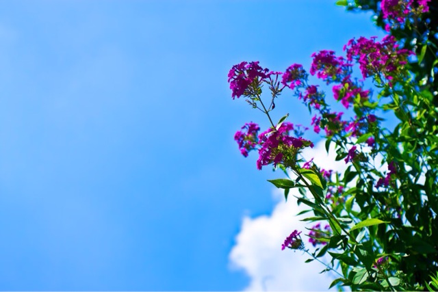 f:id:aoichania:20150418105549j:plain f:id:aoichania:20150418105549j:plain