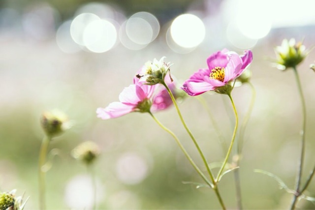 f:id:aoichania:20150509211607j:plain f:id:aoichania:20150509211607j:plain