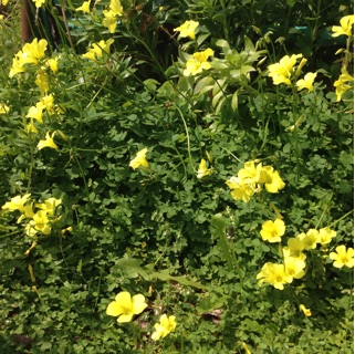 f:id:aonosmile:20150324125538j:plain f:id:aonosmile:20150324125538j:plain