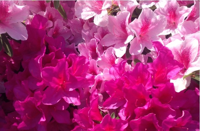 f:id:aonosmile:20150429181157j:image f:id:aonosmile:20150429181157j:image