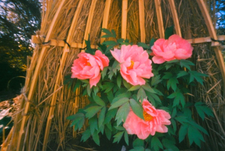 f:id:aoshima:20090421085139j:image f:id:aoshima:20090421085139j:image