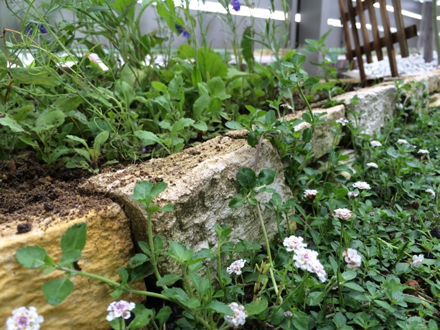 f:id:aozora0226:20150627113541j:plain f:id:aozora0226:20150627113541j:plain