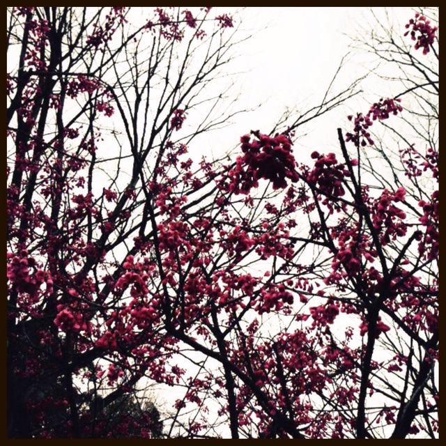 f:id:applelife:20150322000303j:plain f:id:applelife:20150322000303j:plain