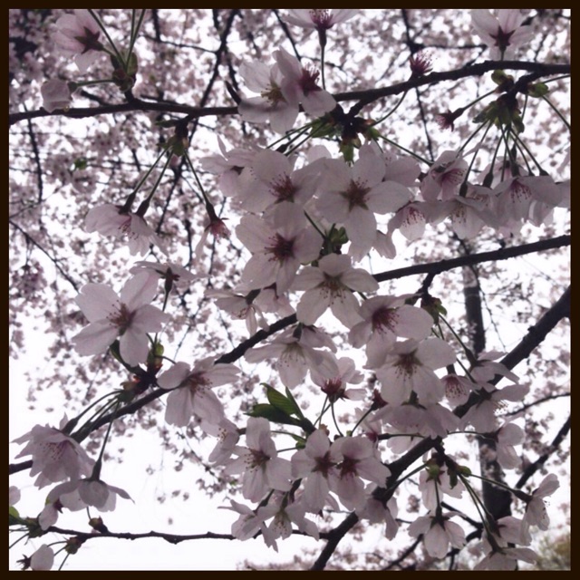 f:id:applelife:20150404231313j:plain f:id:applelife:20150404231313j:plain