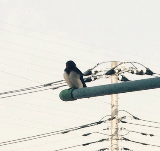 f:id:applelife:20150419112147j:plain f:id:applelife:20150419112147j:plain