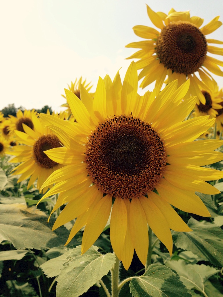 f:id:applelife:20150815212828j:image f:id:applelife:20150815212828j:image