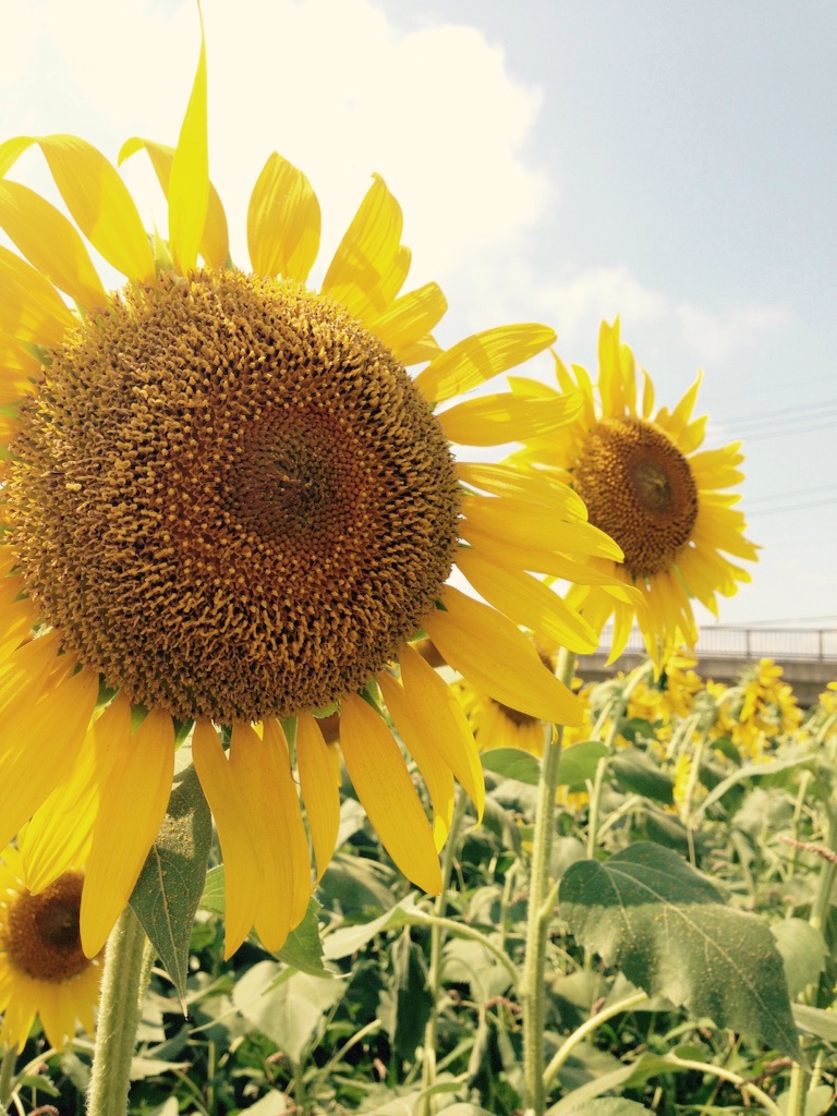 f:id:applelife:20150815212850j:image f:id:applelife:20150815212850j:image