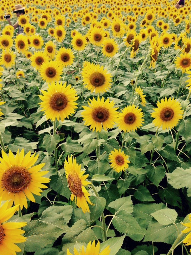f:id:applelife:20150815213012j:image f:id:applelife:20150815213012j:image