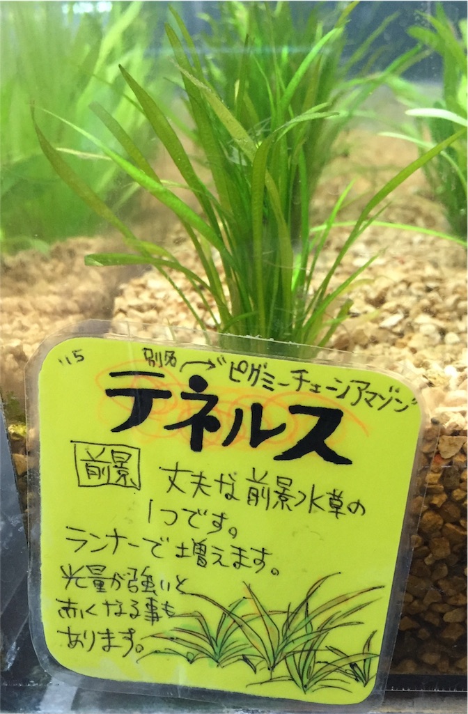 f:id:aquadas:20160603163319j:image f:id:aquadas:20160603163319j:image