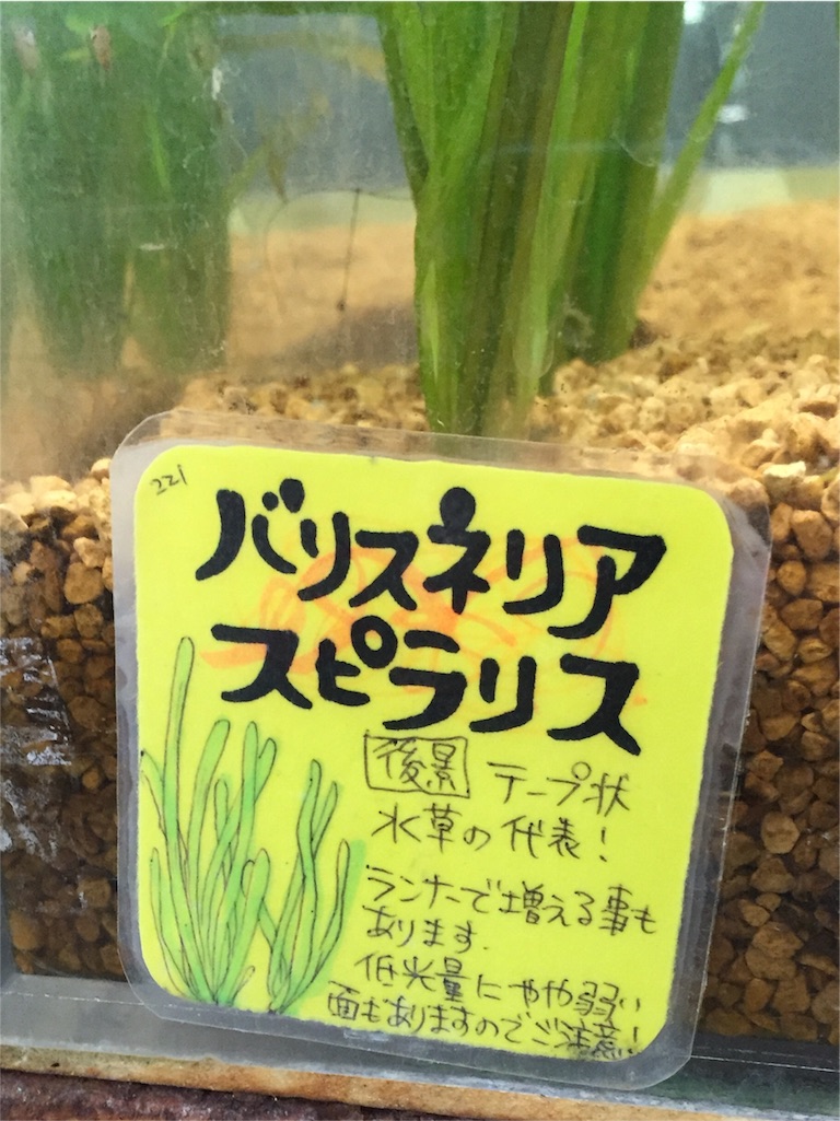 f:id:aquadas:20160603164339j:image f:id:aquadas:20160603164339j:image