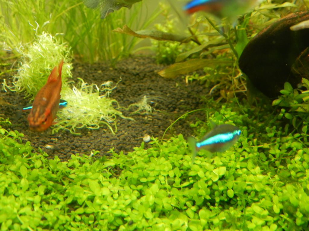 f:id:aquaticplants:20160307220627j:plain f:id:aquaticplants:20160307220627j:plain