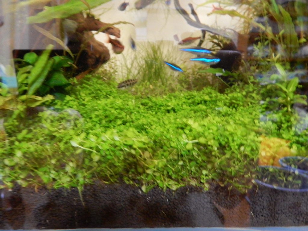 f:id:aquaticplants:20160312183018j:plain f:id:aquaticplants:20160312183018j:plain