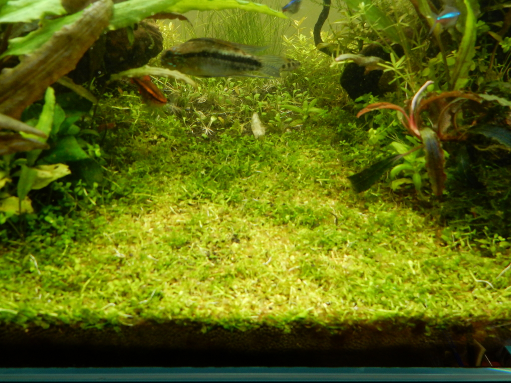 f:id:aquaticplants:20160312183117j:plain f:id:aquaticplants:20160312183117j:plain