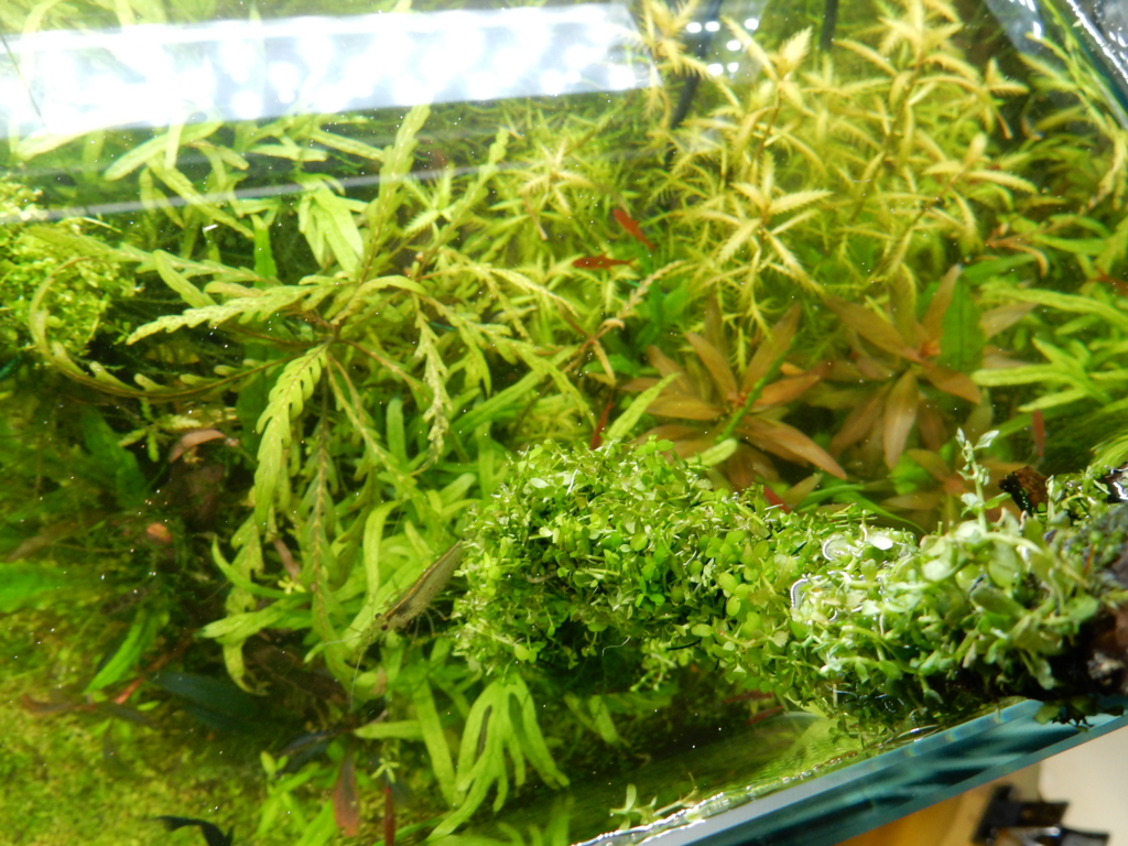 f:id:aquaticplants:20160312183240j:plain f:id:aquaticplants:20160312183240j:plain