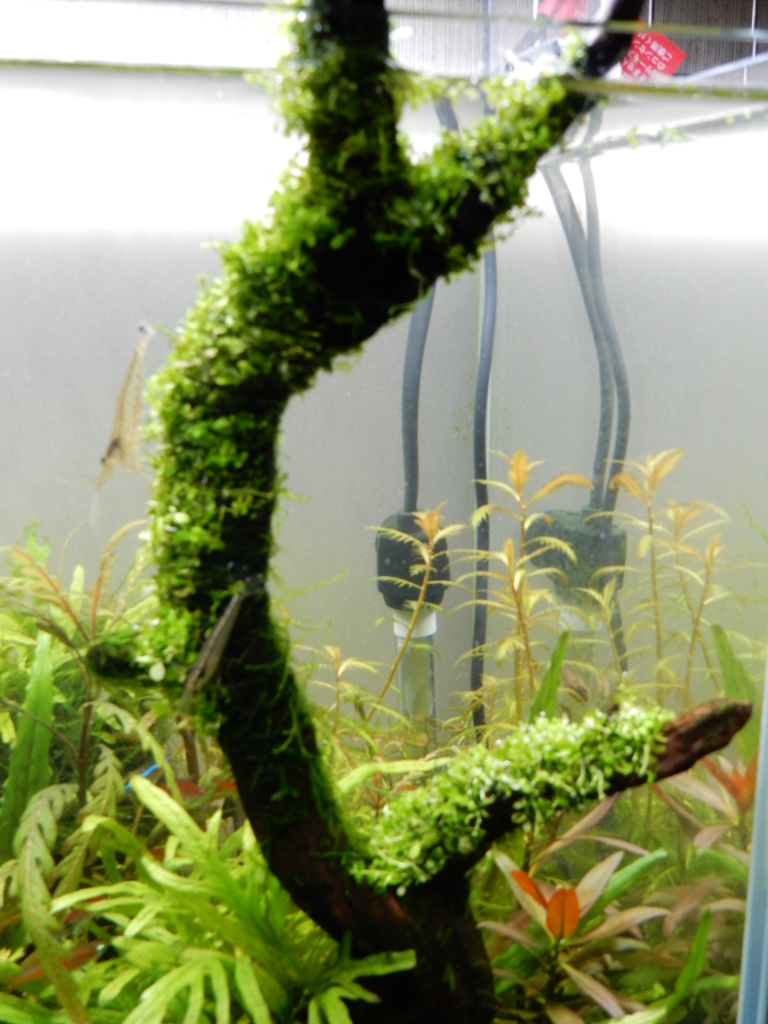 f:id:aquaticplants:20160312183518j:plain f:id:aquaticplants:20160312183518j:plain