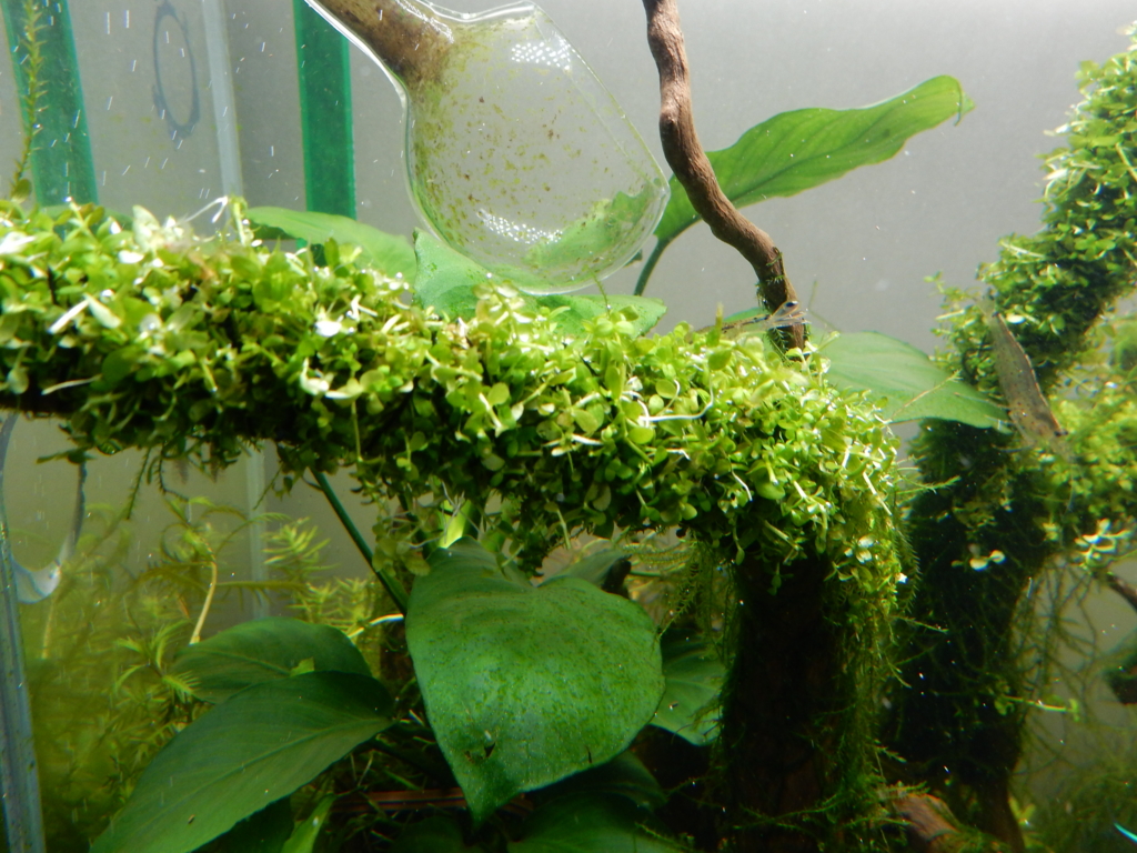 f:id:aquaticplants:20160312183520j:plain f:id:aquaticplants:20160312183520j:plain