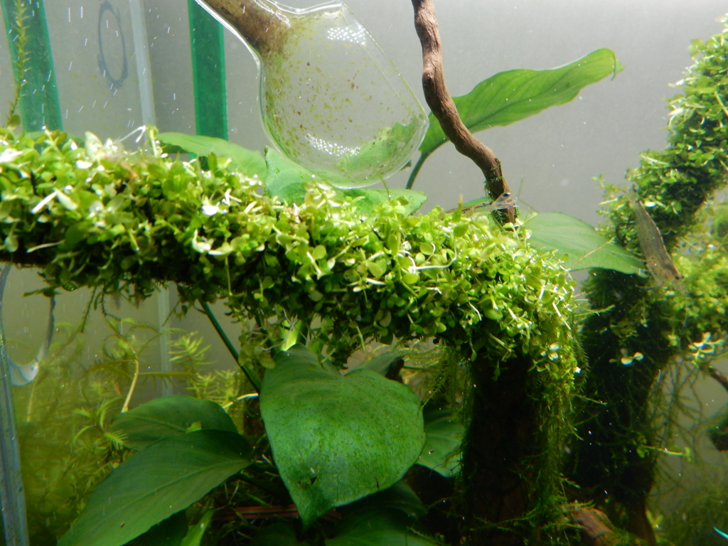 f:id:aquaticplants:20160312183520j:plain