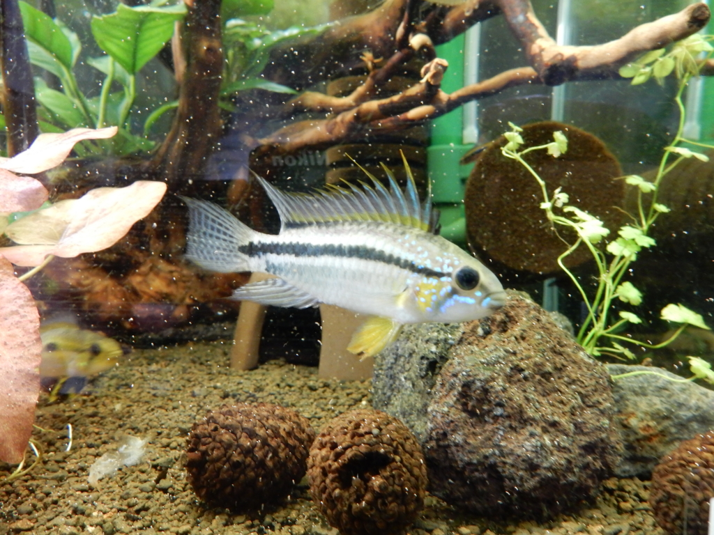 f:id:aquaticplants:20160329210449j:plain f:id:aquaticplants:20160329210449j:plain