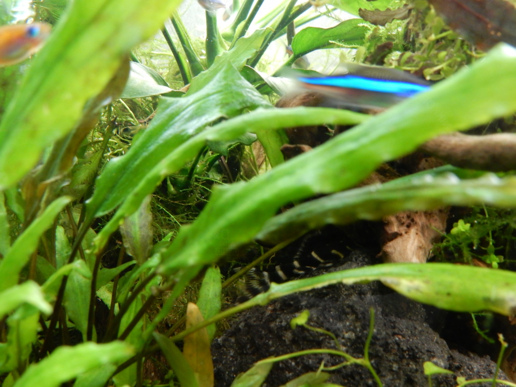 f:id:aquaticplants:20160329211512j:plain f:id:aquaticplants:20160329211512j:plain
