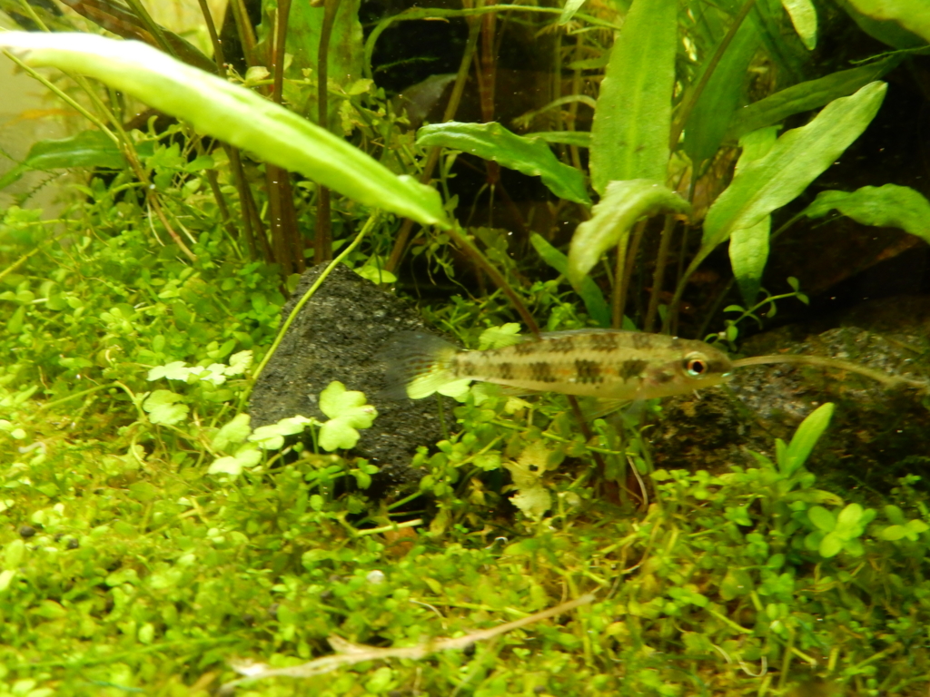 f:id:aquaticplants:20160329212503j:plain f:id:aquaticplants:20160329212503j:plain