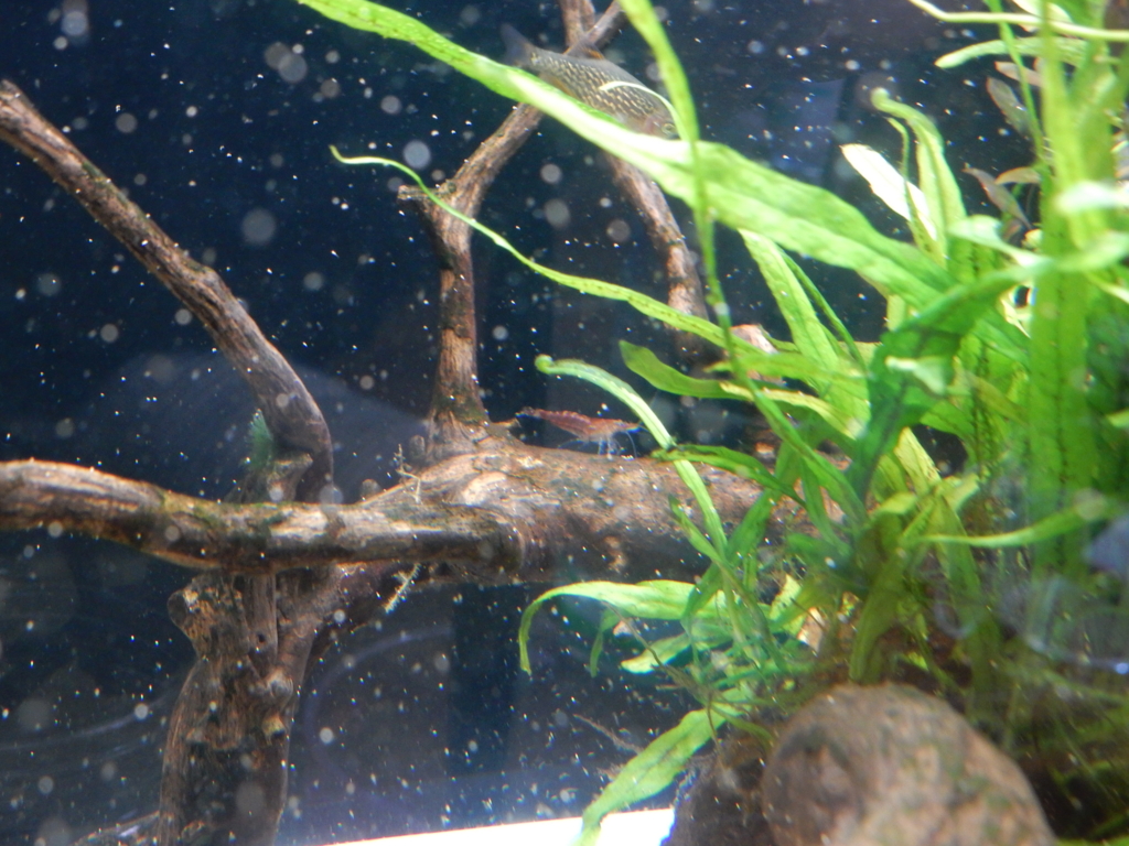 f:id:aquaticplants:20160512235542j:plain f:id:aquaticplants:20160512235542j:plain