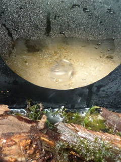 f:id:aquatottotoday:20140314164341j:plain