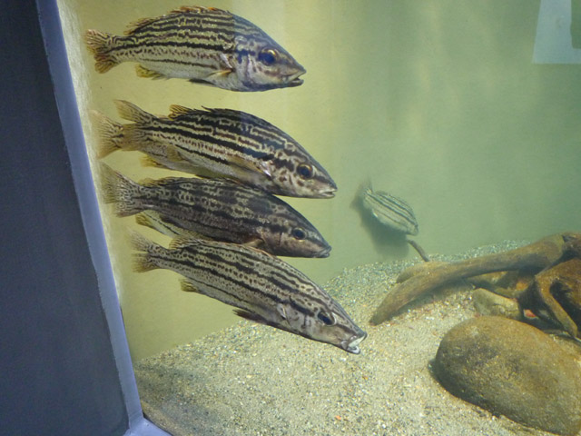 f:id:aquatottotoday:20140317145223j:plain