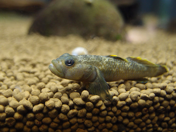 f:id:aquatottotoday:20140402055302j:plain