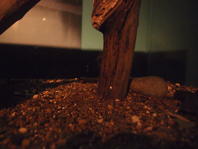 f:id:aquatottotoday:20140529035755j:plain