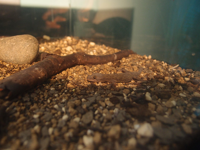 f:id:aquatottotoday:20140529035756j:plain