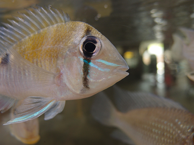 f:id:aquatottotoday:20140716165735j:plain