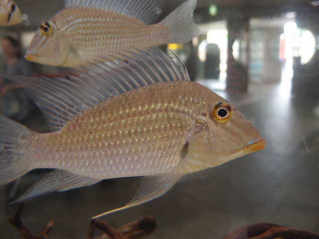 f:id:aquatottotoday:20140716165736j:plain