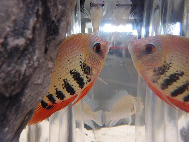 f:id:aquatottotoday:20140716165737j:plain