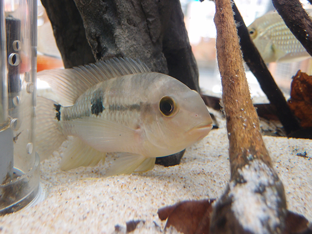 f:id:aquatottotoday:20140716165738j:plain