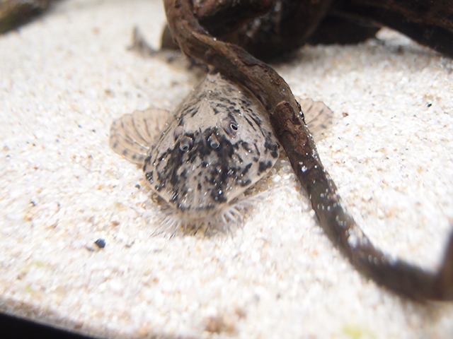 f:id:aquatottotoday:20140716165739j:plain