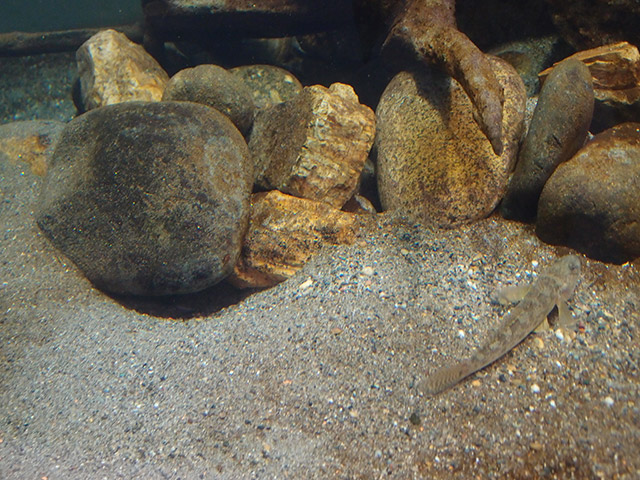 f:id:aquatottotoday:20141214060721j:plain