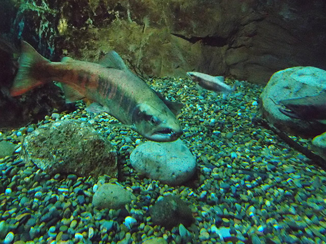 f:id:aquatottotoday:20150114220920j:plain