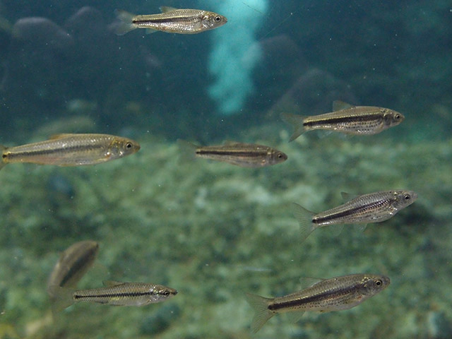 f:id:aquatottotoday:20150114220945j:plain