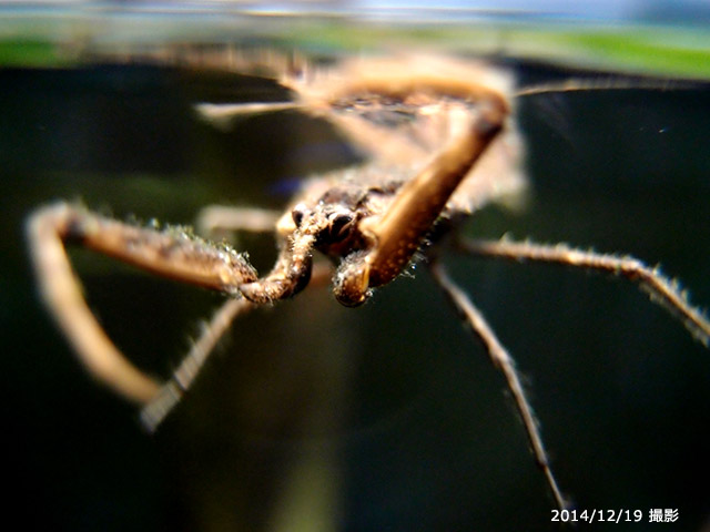 f:id:aquatottotoday:20150129220553j:plain