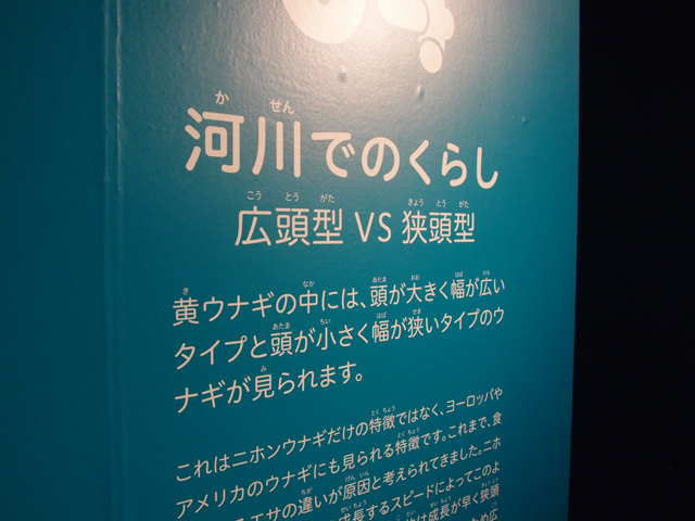 f:id:aquatottotoday:20150501051008j:plain