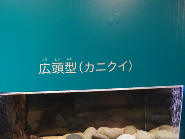 f:id:aquatottotoday:20150501051009j:plain