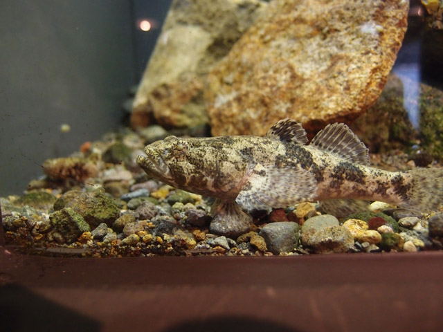 f:id:aquatottotoday:20150516044620j:plain