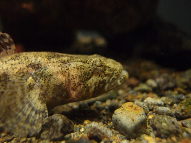 f:id:aquatottotoday:20150516044621j:plain