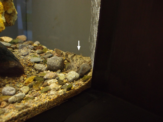 f:id:aquatottotoday:20150525051137j:plain