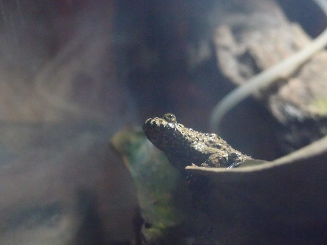 f:id:aquatottotoday:20150825052600j:plain