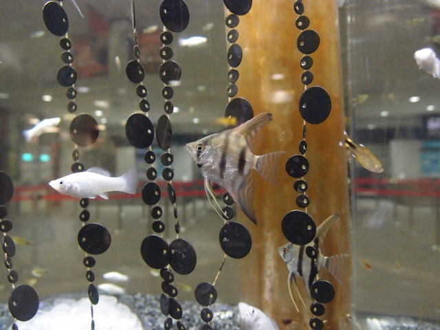 f:id:aquatottotoday:20150921051811j:plain