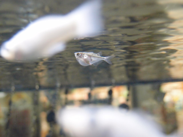 f:id:aquatottotoday:20150921051813j:plain