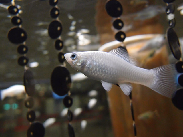 f:id:aquatottotoday:20150921051814j:plain