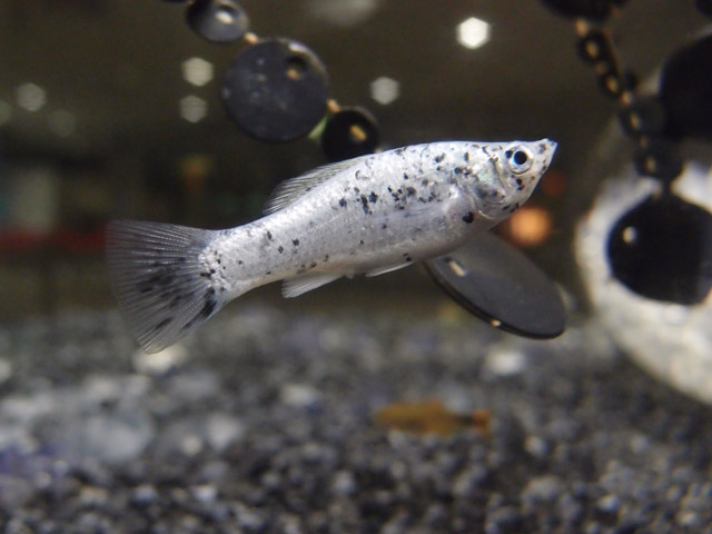 f:id:aquatottotoday:20150921051815j:plain