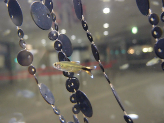 f:id:aquatottotoday:20150921051816j:plain